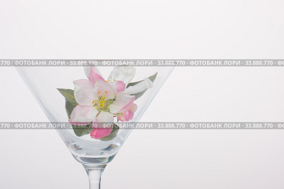 Flower in a martini glass. Close-up for a screensaver. Стоковое фото, фотограф Evgeny Miller / Фотобанк Лори