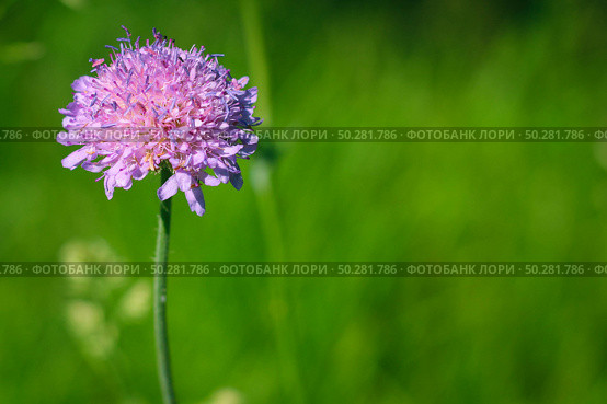 Flower of Field Scabious, Knautia Arvensis, with bokeh background. Стоковое фото, фотограф Марина Демидюк / Фотобанк Лори