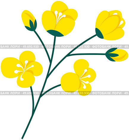 Flowering stalk of yellow rape flowers. Wild field grass. Concept of rapeseed oil or garden. Spring blossom element for card design. Delicate flowers with green leaves vector isolated on white. Flowering stalk of yellow rape flowers. Wild field grass. Concept of rapeseed oil or garden. Стоковая иллюстрация, агентство Ingram Publishing / Фотобанк Лори