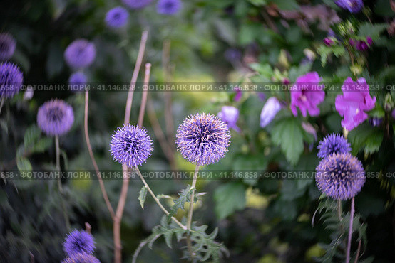 Flowers of Echinops sphaerocephalus. Close-up. Art lens. Swirl bokeh. Focus on the center. Стоковое фото, фотограф Sergey Kohl / Фотобанк Лори