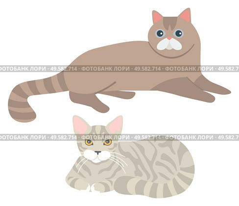 Fluffy cats vector, isolated set of kitty laying on floor. Furry character domesticated mammals, home pets, kittens with fur of grey colors flat style. Cats Laying on Floor, Set of Kittens Fluffy Kitty. Стоковая иллюстрация, агентство Ingram Publishing / Фотобанк Лори