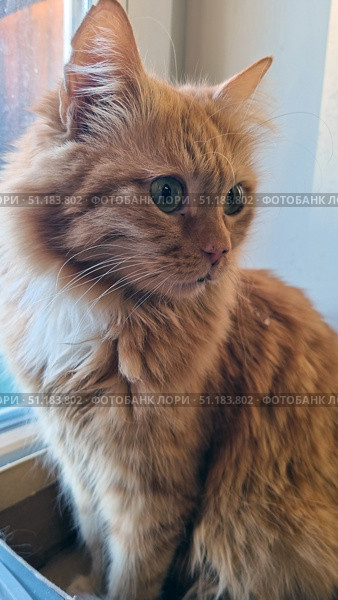 Fluffy ginger cat sitting by the window. Its thick fur shines with warm golden-red shades, emphasizing softness and volume. The cat looks to the side with slight interest and attention, its large green eyes seem especially expressive against the background of bright fur. The muzzle is neat, with a pink nose and long white whiskers. The lighting from the window softly illuminates the animal, creating a cozy and homely atmosphere. The photo conveys the calm, grace and charm of a pet. Стоковое фото, фотограф Анна Кривицкая / Фотобанк Лори
