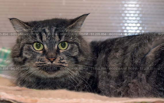 Fluffy gray cat with a striped coat and large green eyes. The animal lies on a soft blanket, clinging to the surface and looking attentively at the camera. The cat has long whiskers and thick fur with pronounced dark stripes, creating a characteristic "wild" pattern. The background is neutral, does not distract attention from the model. The atmosphere of the pictures conveys the alertness and curiosity of the animal, and also emphasizes its natural beauty and expressive look. Стоковое фото, фотограф Анна Кривицкая / Фотобанк Лори