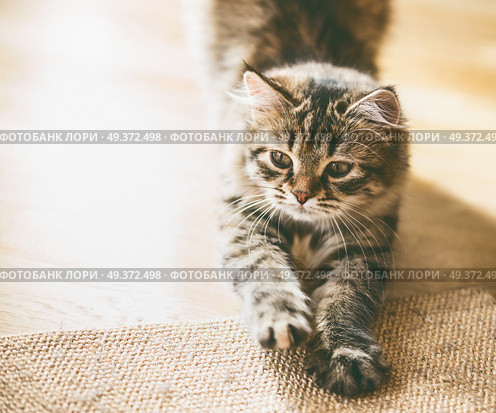 Fluffy kitten sharpens its claws. Стоковое фото, агентство Ingram Publishing / Фотобанк Лори