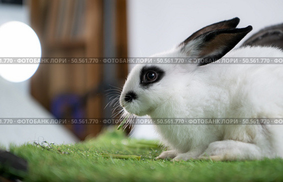 Fluffy white rabbit surrounded by lush green grass. Стоковое фото, агентство Ingram Publishing / Фотобанк Лори