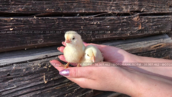 Fluffy yellow chick in female palms. Against the background of the logs of the old barn. Close-up. Стоковое видео, видеограф Vadzim Yakubovich / Фотобанк Лори