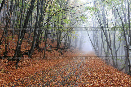 Fog light in the autumn forest (2020 год). Стоковое фото, фотограф Яна Королёва / Фотобанк Лори
