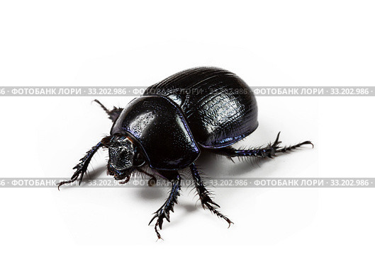 Forest dung beetle on a white background close-up. Стоковое фото, фотограф Наталья Волкова / Фотобанк Лори