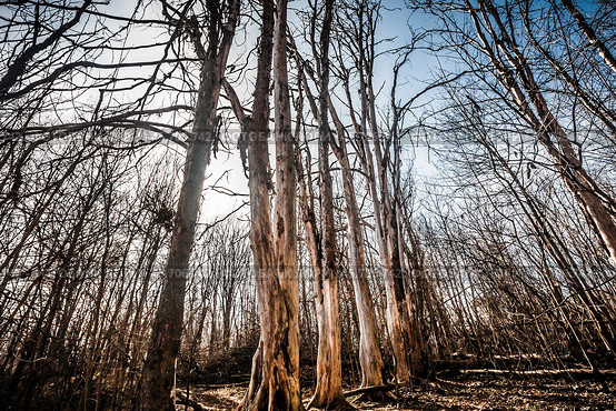 Forest landscape with tall dry dead trees in the sunlight. low angle view of tree trunks without bark. mysterious scene with big trees. Стоковое фото, фотограф Константин Григорьев / Фотобанк Лори