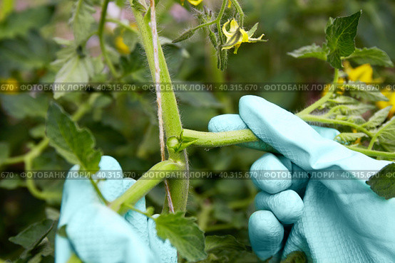 Formation of bushes of flowering tomato plants, removal of lateral shoots. Стоковое фото, фотограф Виктория Тельминова / Фотобанк Лори
