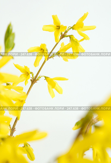 Форсития. Стоковое фото, фотограф Goruppa / Фотобанк Лори