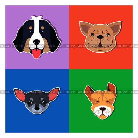 Four canine heads of pedigreed dogs set on colored background. Vector illustration of heavy Bernese Mountain Dog, smiling French Bulldog, small face of Chihuahua and funny Jack Russell Terrier. Four Canine Heads of Pedigreed Dogs Doggie Concept. Стоковая иллюстрация, агентство Ingram Publishing / Фотобанк Лори