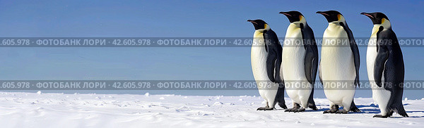 Four royal adult penguins stand on a snowy surface against a blue sky background. A banner for advertising. Copy space. Стоковое AI-изображение, AI-художник Ярославский Максим / Фотобанк Лори