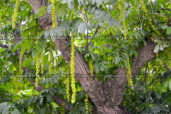 Фрагмент кроны лапины ясенелистной с зелеными соплодиями (Pterocarya fraxinifolia) Стоковое фото, фотограф Ирина Борсученко / Фотобанк Лори