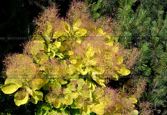 Фрагмент кроны скумпии кожевенной, сорт Голден Спирит (Cotinus coggygria Scop. Golden Spirit) Стоковое фото, фотограф Ирина Борсученко / Фотобанк Лори