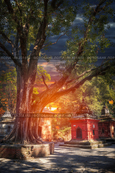Freely walk monkey. Votive temples and shrines in a row at Pashupatinath Temple, Kathmandu, Nepal.. Pashupatinath Temple. Стоковое фото, агентство Ingram Publishing / Фотобанк Лори