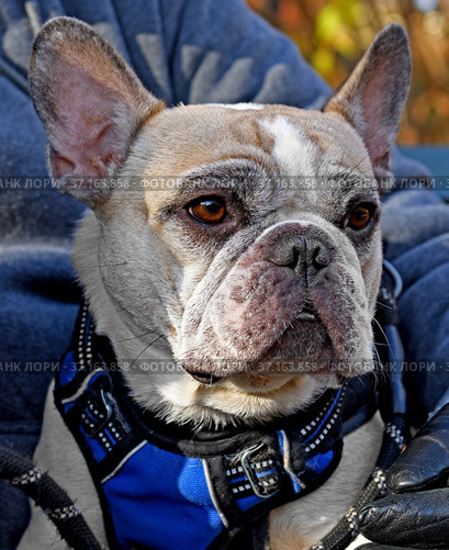 French Bulldog portrait, French breed of companion dog or toy dog. Стоковое фото, фотограф Валерия Попова / Фотобанк Лори