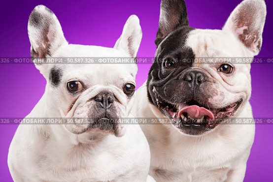 French bulldogs isolated over purple background, retouched. Стоковое фото, агентство Ingram Publishing / Фотобанк Лори