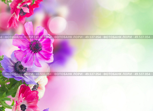fresh anemone flowers over green garden background with copy space. anemone flowers in garden. Стоковое фото, агентство Ingram Publishing / Фотобанк Лори