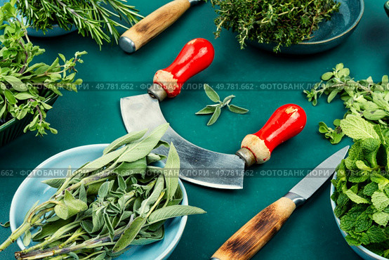 Fresh aromatic herb bundles. Mint, thyme, rosemary, sage and marjoram on the kitchen table.. A vibrant assortment of fresh culinary herbs. Стоковое фото, агентство Ingram Publishing / Фотобанк Лори