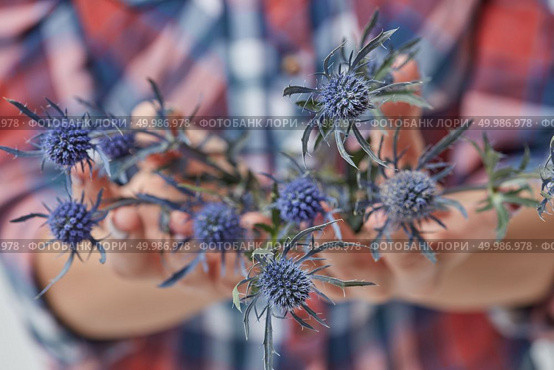Fresh blue flowers eryngium in the hands of a girl close up. Mother’s Day. Female hands with blue flower eryngium. Стоковое фото, агентство Ingram Publishing / Фотобанк Лори
