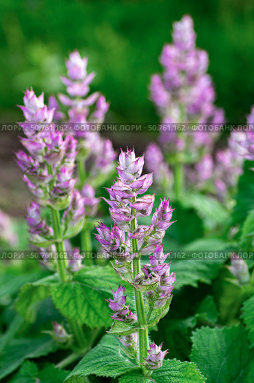 Fresh clary sage flowers with purple hues and green stems. Vertical crop. Стоковое фото, фотограф Elena Grishina / Фотобанк Лори