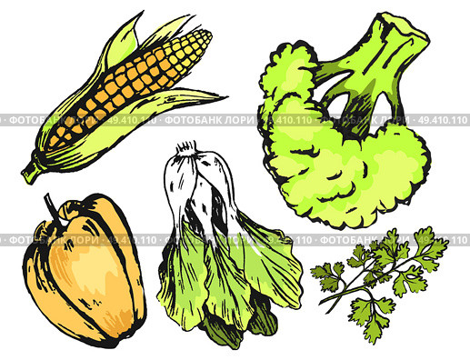 Fresh graphic chaotic vegetables isolated on white. Vector closeup poster of green broccoli, parsley herb, corn cob, orange pepper, lettuce plant. Fresh Graphic Chaotic Vegetables Isolated on White. Стоковая иллюстрация, агентство Ingram Publishing / Фотобанк Лори