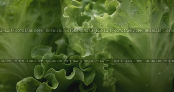 Fresh lettuce in drops of water. Shot on super slow motion camera 1000 fps. Стоковое видео, видеограф Андрей Армягов / Фотобанк Лори