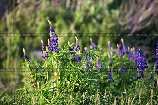 Fresh lupine close up blooming in spring. Purple lupine blossoming flowers, summer meadow. Copy space. Стоковое фото, агентство Ingram Publishing / Фотобанк Лори