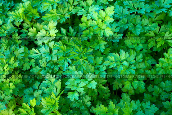 Fresh parsley growing in garden creates vibrant green background. Стоковое фото, фотограф Дмитрий Цветков / Фотобанк Лори
