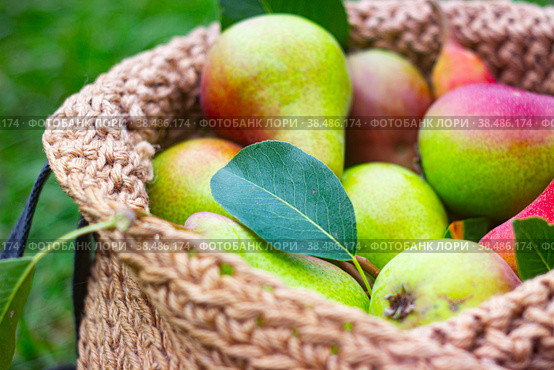 Fresh pears from local market packed in reusable net bags, eco-friendly shopping concept with copy space. Стоковое фото, фотограф Подгорная Юлия / Фотобанк Лори