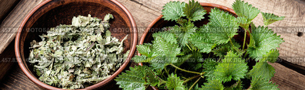 Fresh stinging nettle leaves on wooden table.Urtica dioica, often called common nettle. Bunch of common nettles. Стоковое фото, агентство Ingram Publishing / Фотобанк Лори