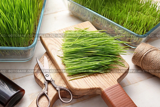 Fresh wheatgrass, bottle and twine on light background. Стоковое фото, фотограф Pixel_shot / Фотобанк Лори