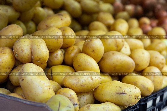 Fresh yellow potatoes on counter of farm market. Стоковое фото, фотограф Яков Филимонов / Фотобанк Лори