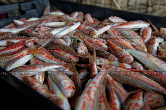 Freshly caught red mullet is in a black box. Стоковое фото, фотограф Екатерина Лызлова / Фотобанк Лори