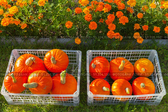 Freshly harvested organic orange pumpkins are collected in plastic containers on green lawn next to bed of marigolds in vegetable garden on sunny autumn day. Seasonal gardening.Happy Thanksgiving holiday. Стоковое фото, фотограф Виктория Катьянова / Фотобанк Лори
