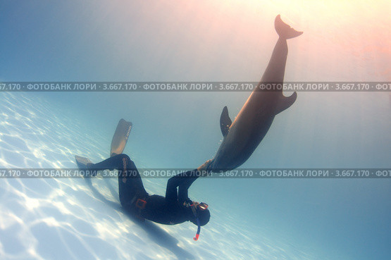 Фридайвер играет с дельфином - Tursiops truncatus (2010 год). Редакционное фото, фотограф Некрасов Андрей / Фотобанк Лори