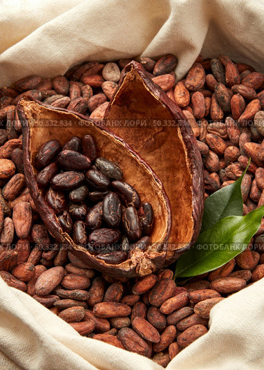 From above of cocoa pods with peeled beans in bag full of unprocessed unpeeled cocoa beans. Cocoa beans in textile sack. Стоковое фото, агентство Ingram Publishing / Фотобанк Лори