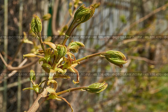 From the leaf buds of the holly maple (Lat. Acer platanoides) the leaves unfolded. Holly maple, or sycamore maple is a woody plant a species of the genus Maple (Acer) of the Sapindaceae family. Стоковое фото, фотограф Андрей Жигальцов / Фотобанк Лори