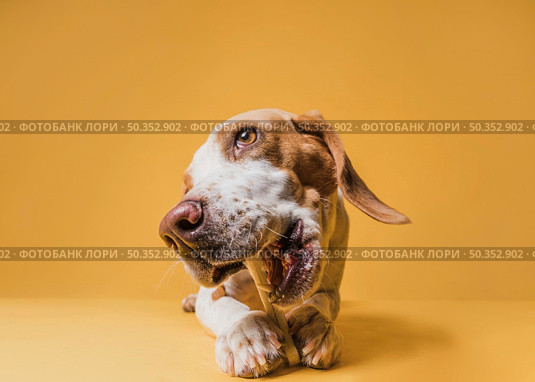 front view lovely dog eating bone. Стоковое фото, агентство Ingram Publishing / Фотобанк Лори