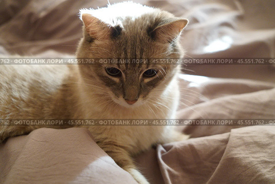 Front view of a cute beautiful Siamese breed cat on a classic brown blanket. Стоковое фото, фотограф Abakumova Ekaterina / Фотобанк Лори