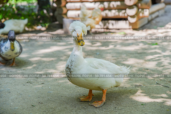 Front view of a white Pekin crested duck looking into the camera with blurred ducks in the background. Natural light highlights its fluffy crest and face. Стоковое фото, фотограф Татьяна Терехина / Фотобанк Лори