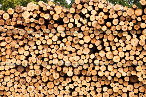 Front view of large trunks wood logs stacks in industrial plywood factory. Pile sawn trees backdrop, cut trees along prepared for treatment. Logging timber wood industry concept. Copy ad text space. Стоковое фото, фотограф Aleksandr Golubev / Фотобанк Лори