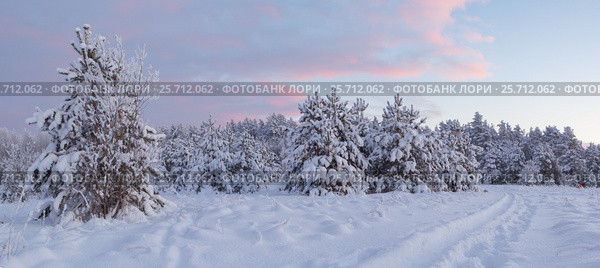 Frosty morning in a forest glade. Стоковое фото, фотограф Виталий Веревкин / Фотобанк Лори