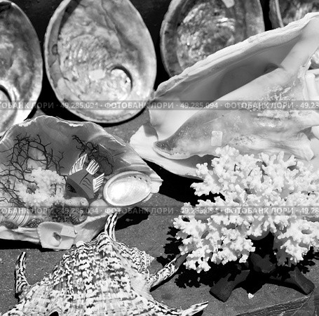 full in market old table shell and sealife in sale. Стоковое фото, агентство Ingram Publishing / Фотобанк Лори