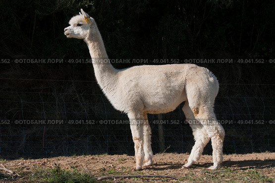 Full portrait of an adult alpaca. Стоковое фото, агентство Ingram Publishing / Фотобанк Лори