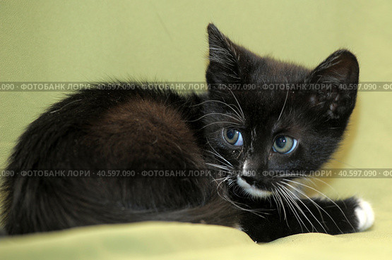 Funny black and white kitten. Стоковое фото, фотограф Анна Кривицкая / Фотобанк Лори