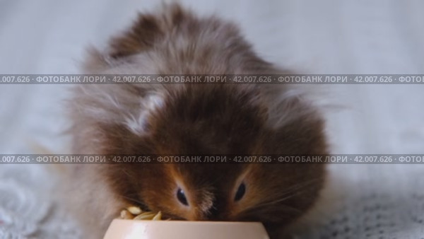 Funny fluffy Syrian hamster eats nibbles feed seeds from a bowl, stuffs his cheeks. Food for a pet rodent, vitamins. Close-up. Стоковое видео, видеограф Ольга Симонова / Фотобанк Лори