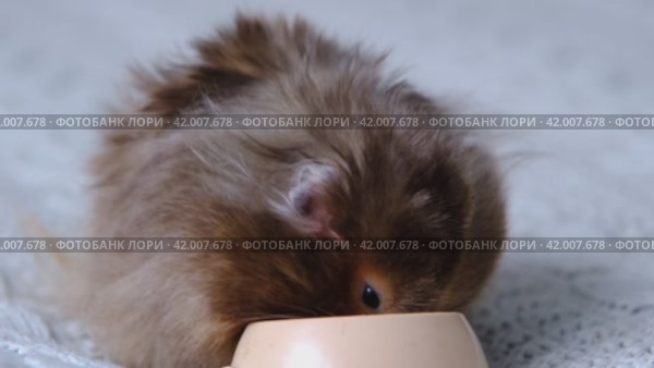 Funny fluffy Syrian hamster eats nibbles feed seeds from a bowl, stuffs his cheeks. Food for a pet rodent, vitamins. Close-up. Стоковое видео, видеограф Ольга Симонова / Фотобанк Лори