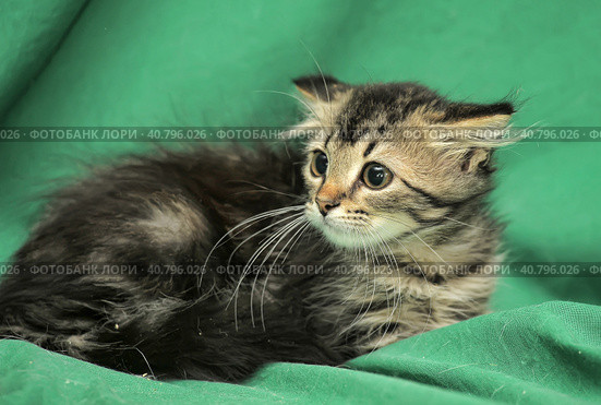 Furry beautiful frightened kitten on a green background. Стоковое фото, фотограф Анна Кривицкая / Фотобанк Лори